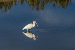 White Ibis, Black Point Drive, Canaveral National Seashore, DSC_4185-Edit, 