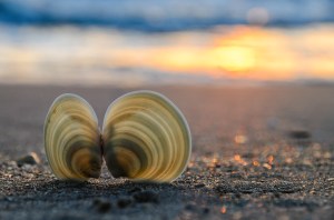 Sunrise Luminary - Florida Beach