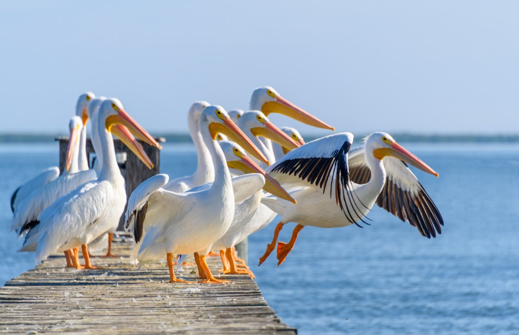 White Pelicans - Sebastian, FL