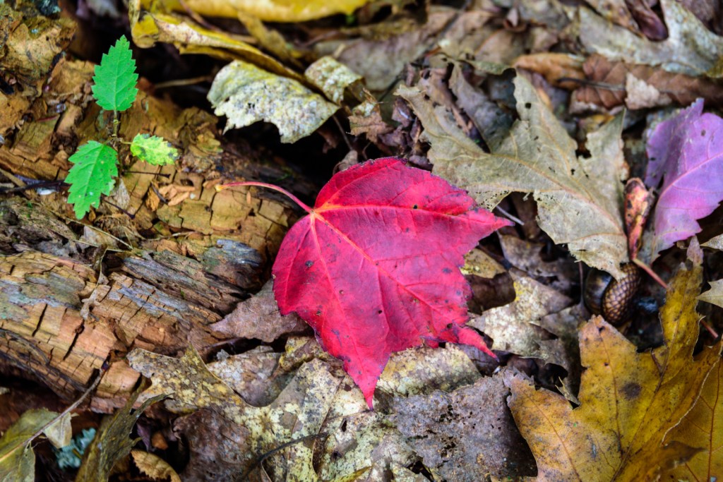Fall Color - Big Bay State Park - Madeline Island, WI