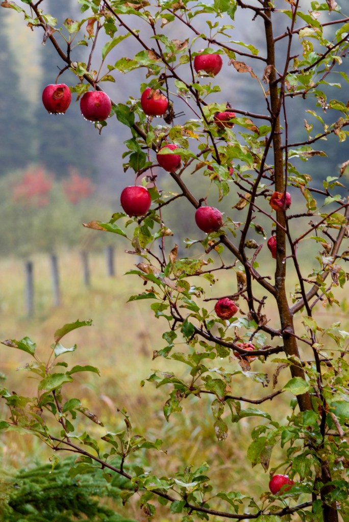 Madeline Island School for the Arts