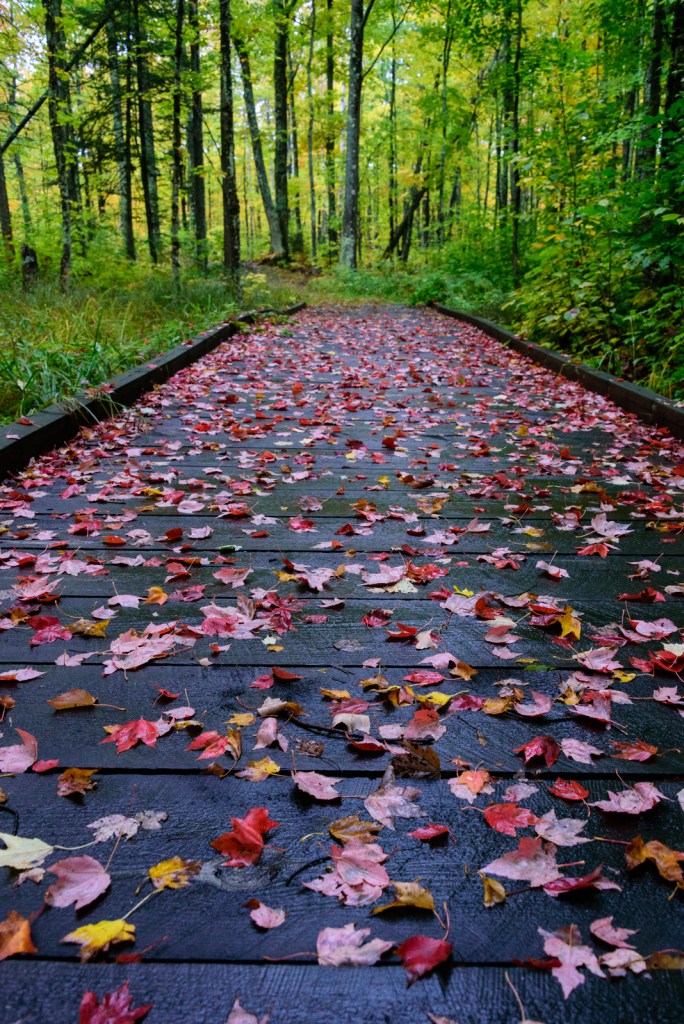 Fall Trail - Madeline Island Wilderness Preserve, WI