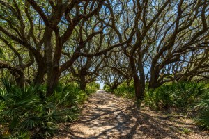 The Beach Road - Cumberland Island