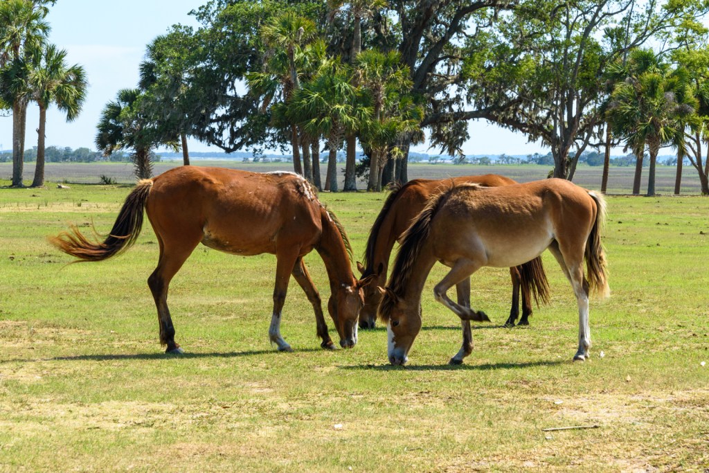 Feral Horses at The Dungeness Mansion - Cumberland Island, GA