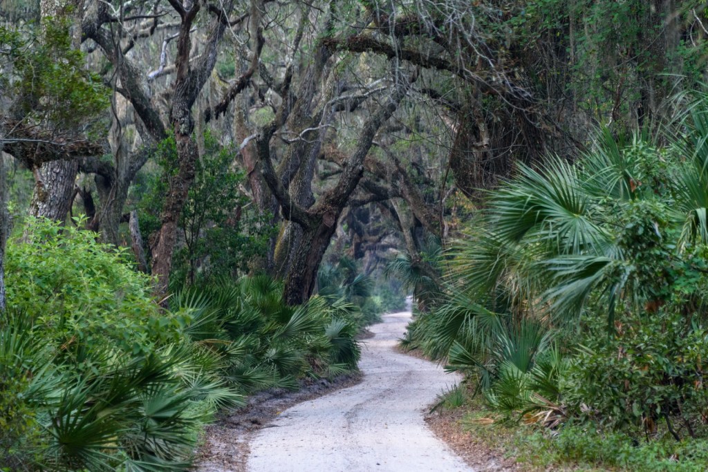 The Main Road to Dungeness - Cumberland Island, GA