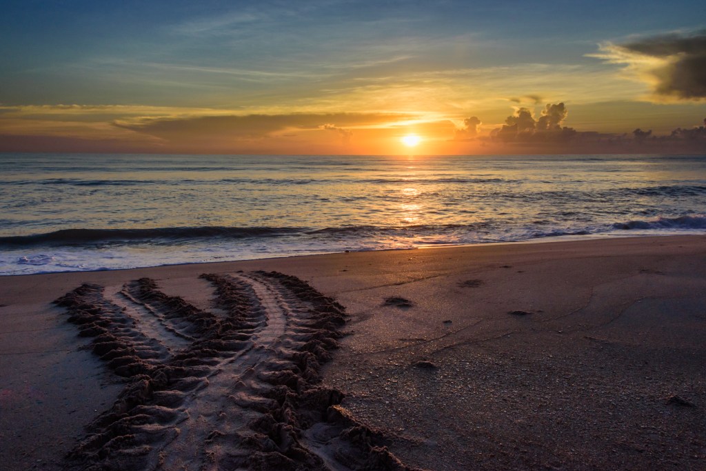 Natural Patterns - Indian Harbour Beach, FL