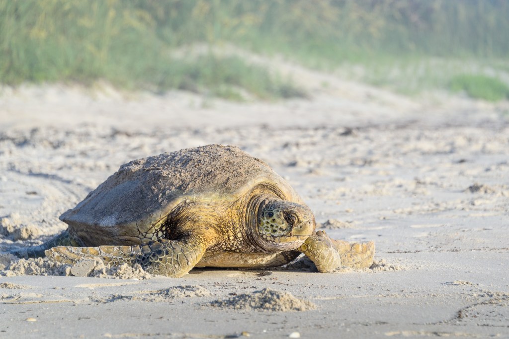 Green Sea Turtle - Melbourne Beach