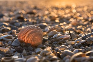 Kissed by the Sun - Indian Harbour Beach, FL