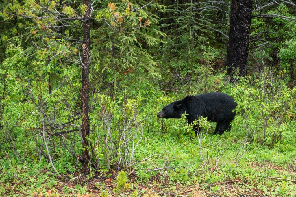 Maligne Lake Road - Jasper National Park
