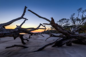 Boneyard Beach, Big Talbot Island, FL