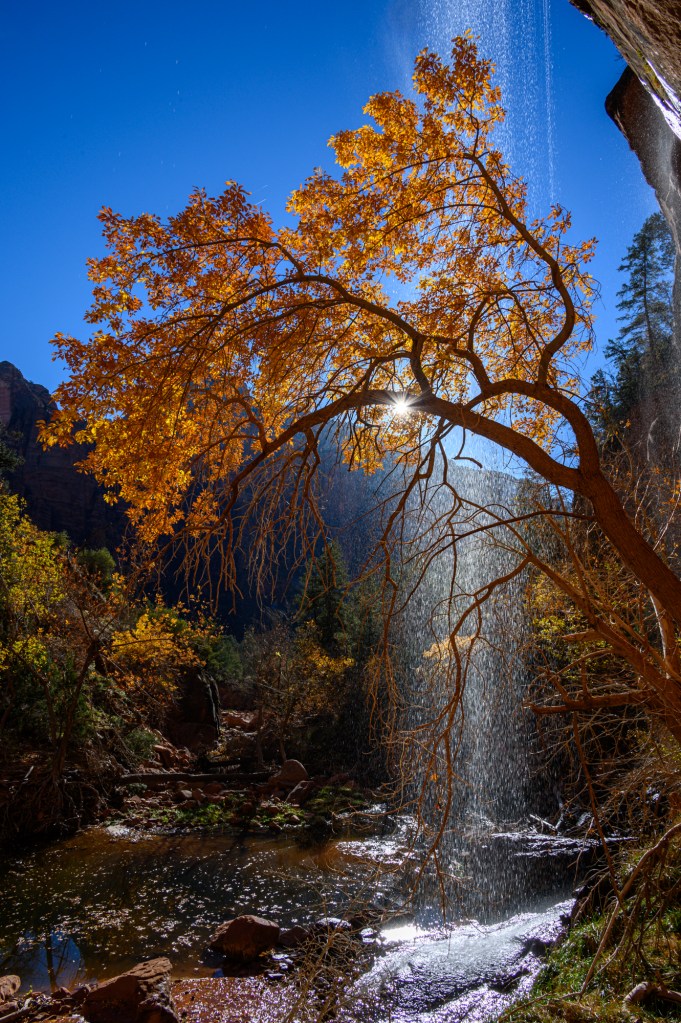 Tree
Zion National Park