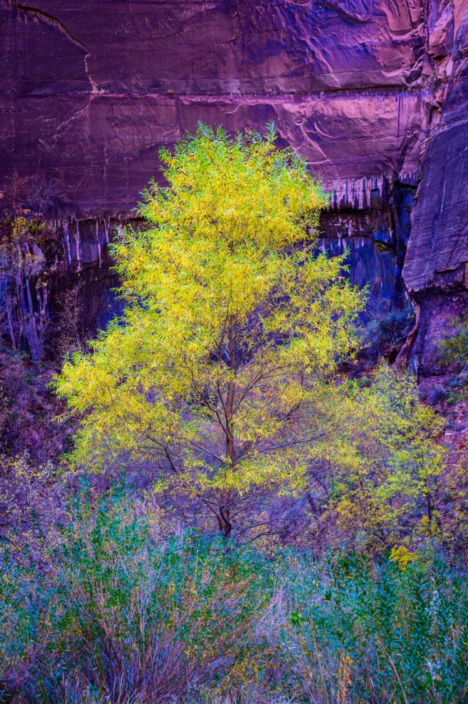tree
Zion National Park